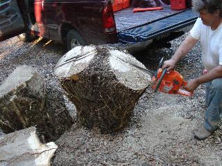 Opening a walnut crotch to see the burl.
