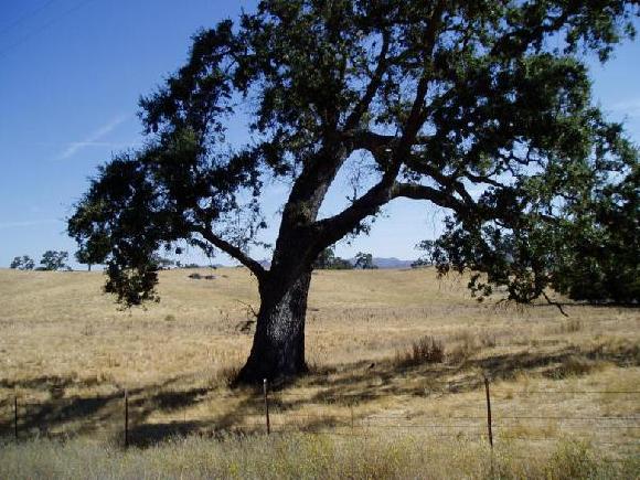 A beautiful, healthy Live Oak stands virtually alone in a field. Live Oaks live for centuries. A tree's life will span several human generations. Also half the tree is rooted in the underworld. There is a mythological wholeness that humbles me and draws my imagination.