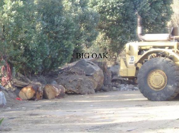 Some Logs are just too large for the hopper and are left aside until a crew can cut them up. These big logs are my target for making big bowls.